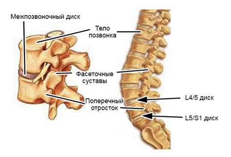 Поясничный отдел позвоночника: характеристика и функции
