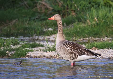 Gans Foto And Bild Tiere Wildlife Wild Lebende Vögel Bilder Auf