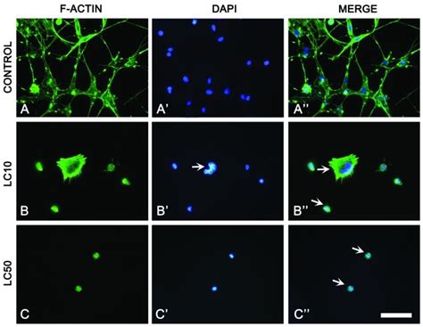 Cytoskeletal Visualization Of The C6 Cell Line Using Fluorescent Download Scientific Diagram