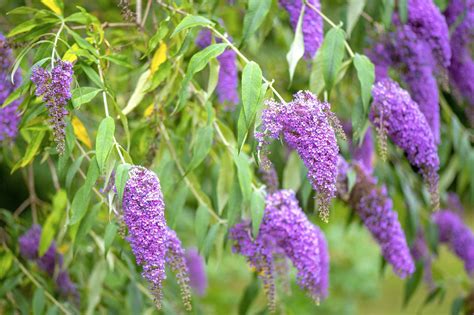 Pruning Buddleias – Butterfly Bushes – When & How To Prune | Garden Yard