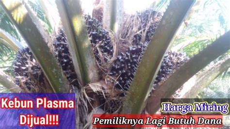 Kebun Sawit Plasma Dijual Cepat Harga Miring Orangnya Lagi Butuh