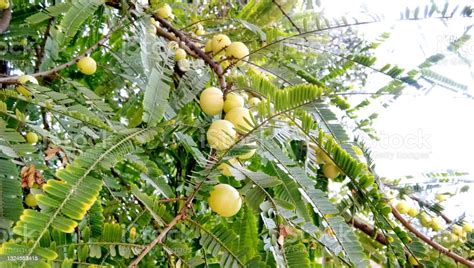 Indian Gooseberries Or Amla Fruit On Tree With Green Leaf Phyllanthus Emblica Traditional Indian