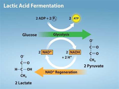 Lactic Acid Fermentation Equation After Glycolysis