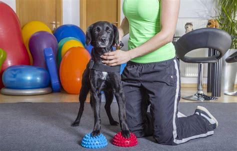 Physiotherapie Beim Hund AGILA