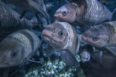 Tilapia Swimming Stock Photos Pictures And Royalty Free Images Istock