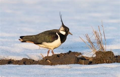 BirdLife Suomi Lintutilanne 17 3 2023