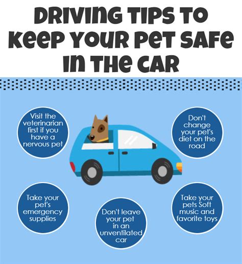 Driving Tips To Keep Your Pet Safe In Car