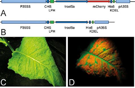 Plant Expression Cassettes For TrCel5A Constructs And Heterologous