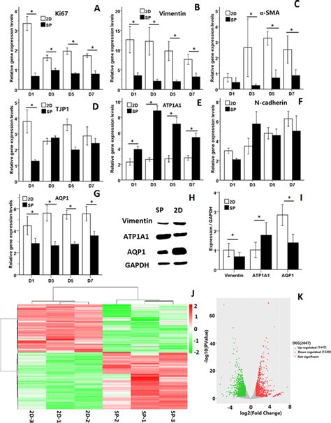 In Vitro Biomimetic Platforms Featuring A Perfusion System And 3D