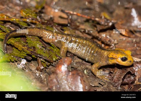 Sous espèces La salamandre de feu Alfred schmidti Salamandra