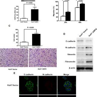 Working Model Of The Role Of Ctbp In Emt Induced By The Gli Snai