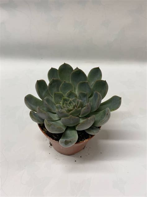 Echeveria Pulidonis Grey Mil Y Pico Plantas