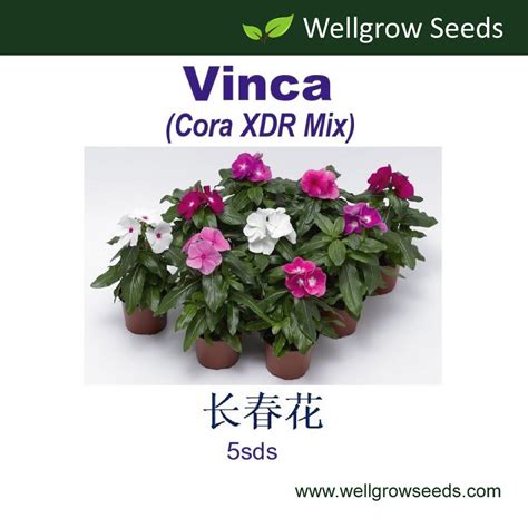 Vinca Cora Xdr Mix 5sds 长春花 Periwinkle Disease Resistant Benih Vinca