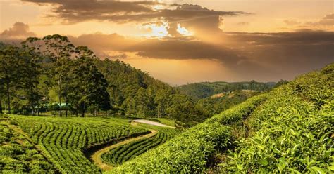 The Top Tea Growing Regions In India That Are Must-Visits