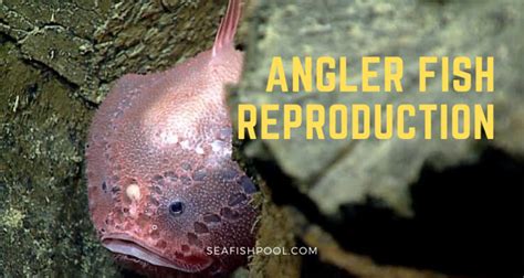 Angler Fish Reproduction - How do Angler Fishes Breed? - SeaFish