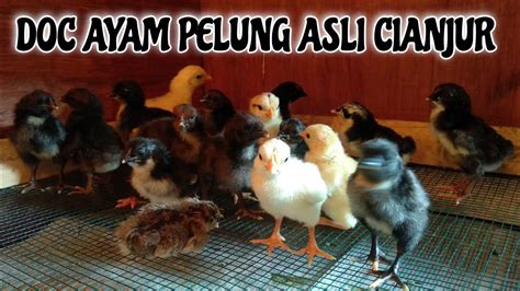 Doc Ayam Pelung Asli Cianjur Youtube