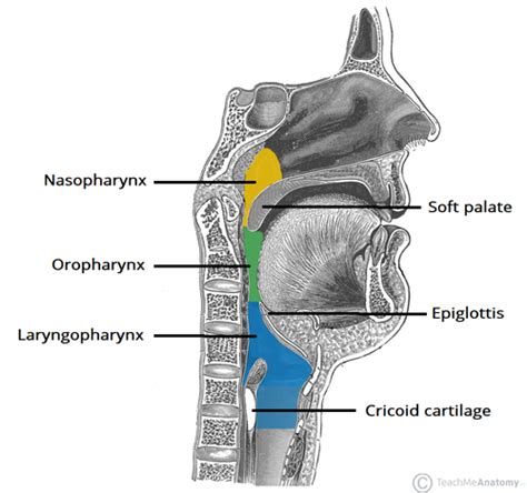 Pharynx Anatomy Flashcards Quizlet