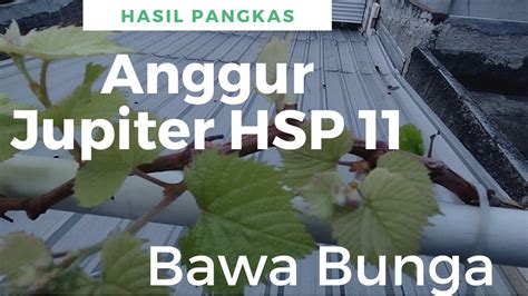 Anggur Jupiter Berbunga Hsp Hari Youtube