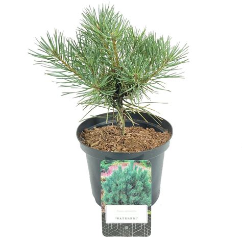 Pinus Sylvestris Watereri Plant Wholesale Floraccess