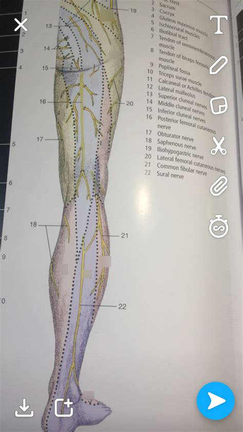 Posterior Leg Dermatomes Map Diagram Quizlet Porn Sex Picture