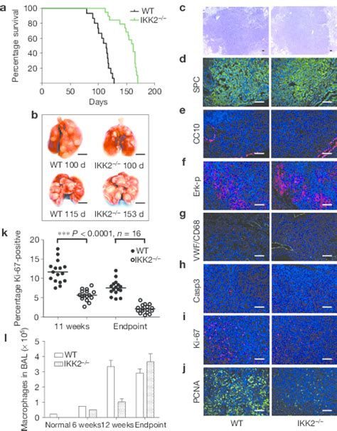 Ikk2 Depletion In Kras G12d Tumour Cells Prolonged Mouse Survival A