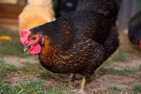 What Are Sex Link Chickens A Comprehensive Guide