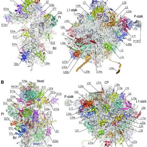 Pdf The Structure Of The Eukaryotic Ribosome At 30 A Resolution