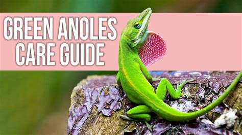 Green Anoles Care Guide For Beginners Youtube