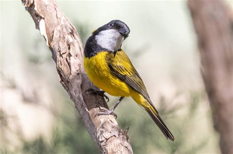 South Coast NSW Birds Australia S Wonderful Birds