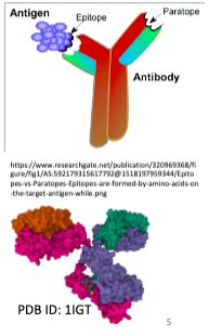 Biochemistry 8 Protein Structure Fibrous And Globular Proteins