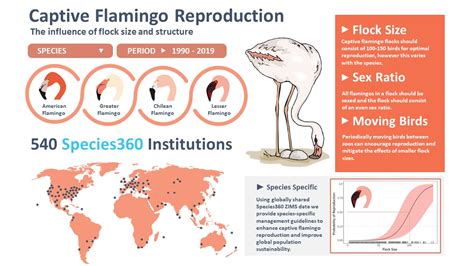 Flock Size And Structure Found To Influence Reproductive Success For Flamingos