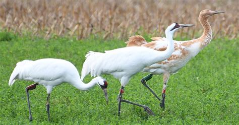 Wonder Where Wisconsins Whooping Cranes Wing To In Winter Wheeler