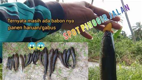 Spot Pinggiran Jalan Ternyata Masih Ada Babon Gabusnya