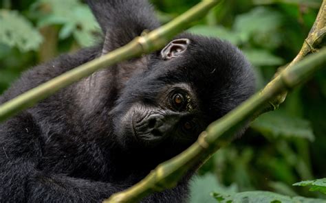 3 Day Uganda Gorilla Trekking Experience Encounter Africa Safaris