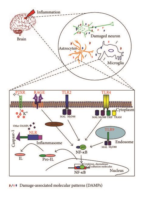 Mechanisms Of Glial Cell Activation In Response To Damage Signals