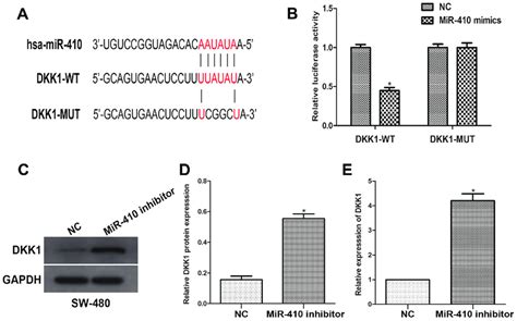 Mir 410 Directly Targets Dkk1 And Negatively Regulates Dkk1 Expression Download Scientific