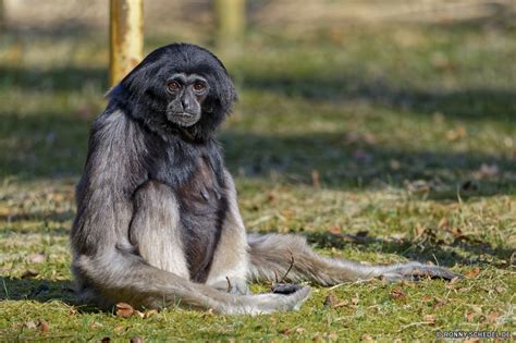 Ronny Schedel Tierpark Cottbus