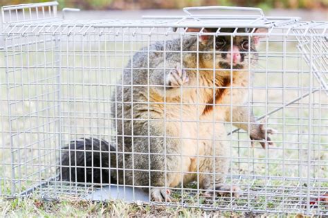 The Essential Guide to Choosing and Using Possum Traps for Effective ...