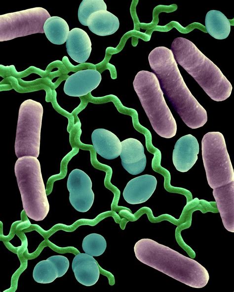 Escherichia Coli Morphology