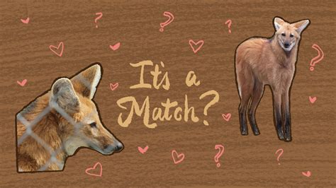 WATCH: Rare Maned Wolves Need A Matchmaker : NPR