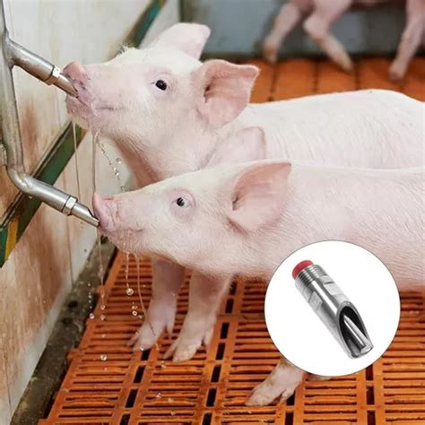 Bebedero Para Cerdo Adulto O Lechon 1 2 Inox X 12 Unidades En Venta En