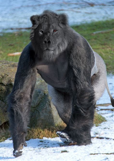 Golion Creature Gorilla Animals Beautiful Great Ape