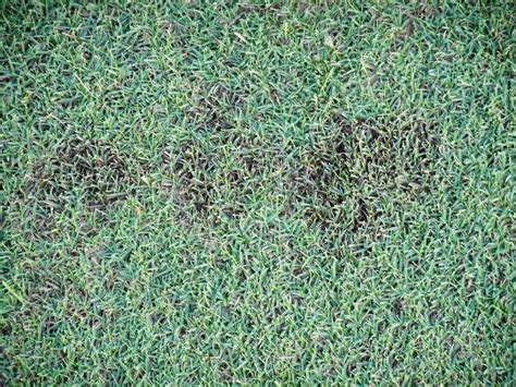 How To Get Rid Of Dollar Spot