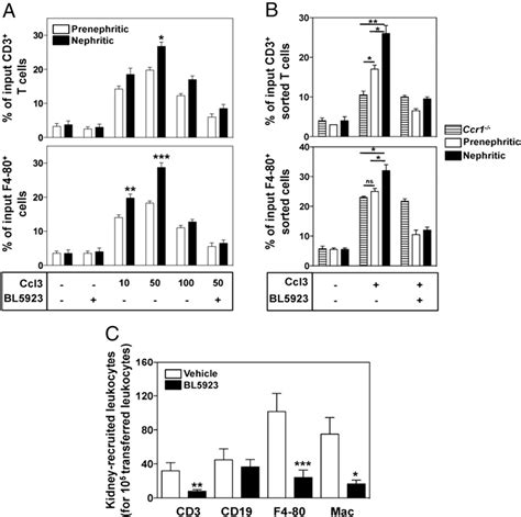 Figure 1 From Ccr1 Inhibition Ameliorates The Progression Of Lupus