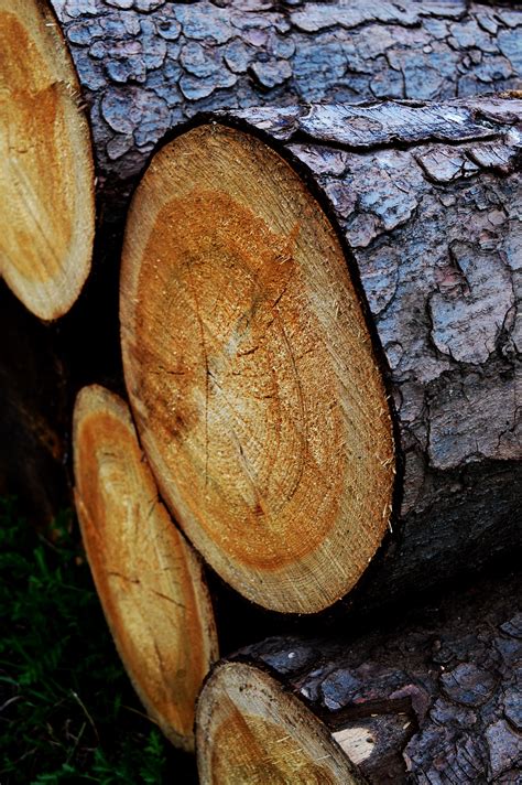 Free Images Tree Nature Forest Branch Wood Leaf Trunk Bark