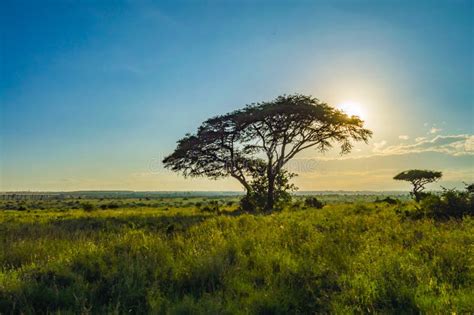 View of the Sunset on the Savannah of Nairobi Stock Photo - Image of ...