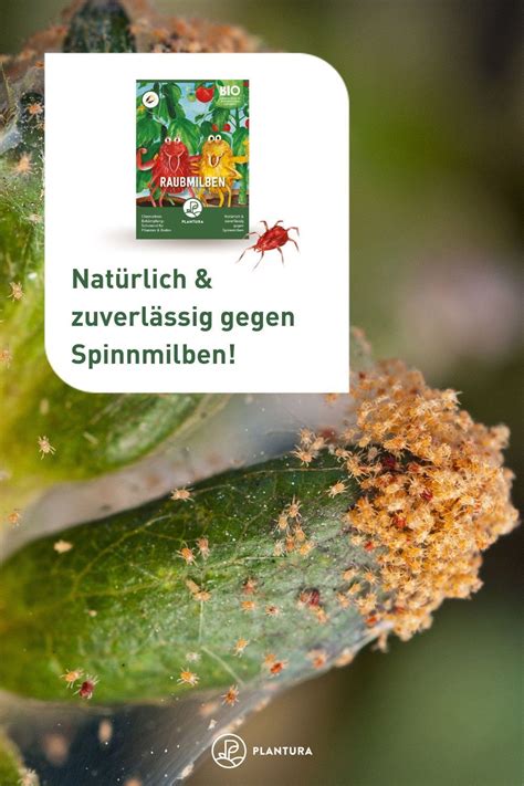 Unsere Plantura Raubmilben Sind Auf Spinnmilben Spezialisiert Und