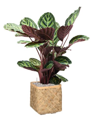 Calathea Rosea Picta Var Illustris Donica Bohemian System