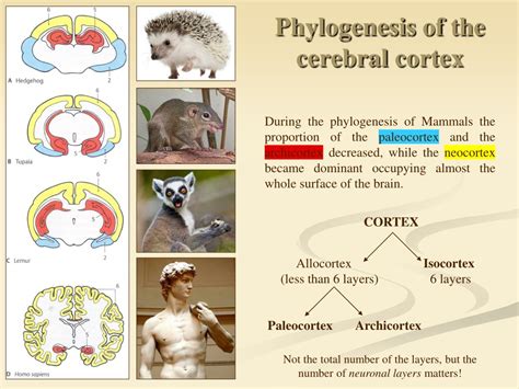 Ppt Cerebral Cortex Primary Cortical Areas Powerpoint Presentation Id 8731150