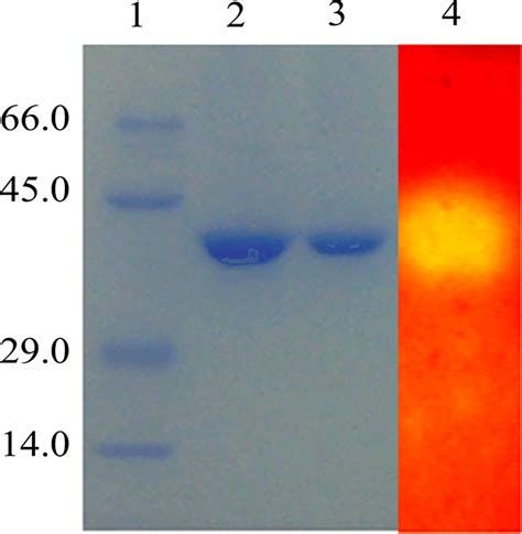 Sds Page And Zymogram Analysis Of The Purified Xylanases Lane